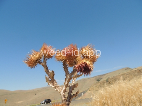 thistle, Scotch